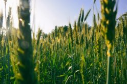 Период на сеидба на пченица – Се што треба да знаете