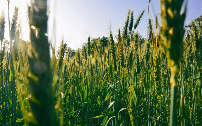 Период на сеидба на пченица – Се што треба да знаете