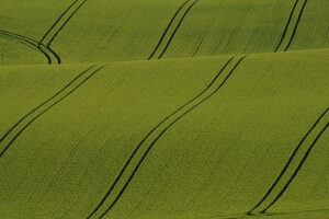 Tramlines_in_a_field