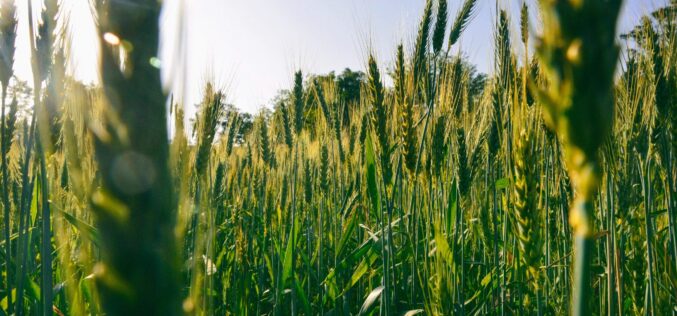 Жолта `рѓа на пченицата