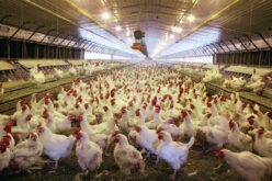 Здравствениот ризик од микробите отпорни на антибиотици присутни во пилешкото месо