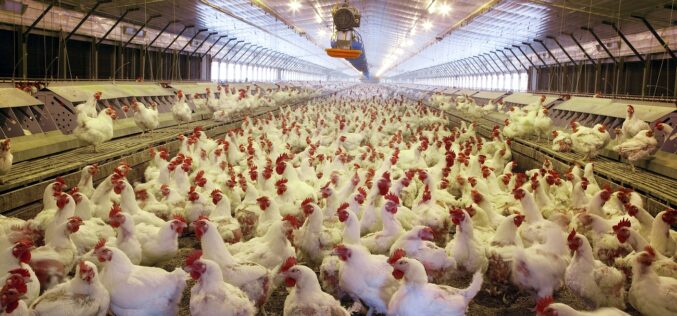 Здравствениот ризик од микробите отпорни на антибиотици присутни во пилешкото месо