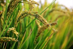 Зголемени субвенциите за ориз без задолжителна употреба на сертифициран семенски материјал