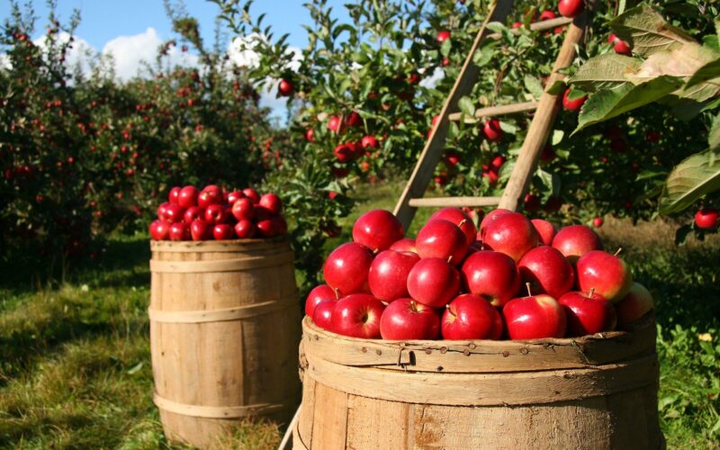 Вредноста на извозот на јаболко во 2020 со рекордни 26.3 милиони евра