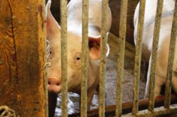 Нови мерки за сточарите  во процесот на заштита и елиминација на африканската свинска чума!