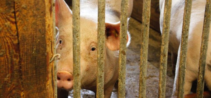 Нови мерки за сточарите  во процесот на заштита и елиминација на африканската свинска чума!