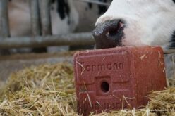 Какви минерални блокови да употребите за поголемо здравје на добитокот?