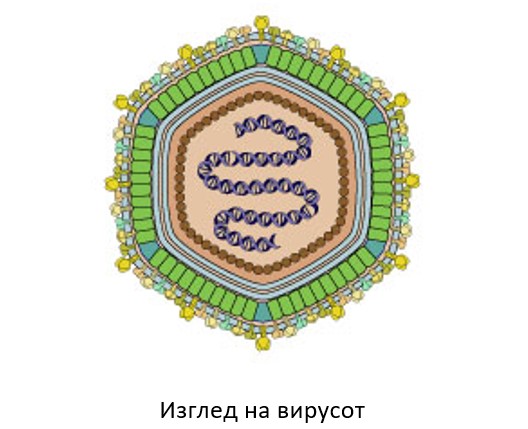 изглед на вирусот асвирус