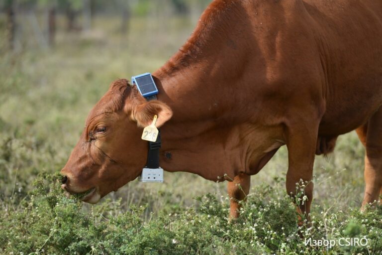 сензори за добиток