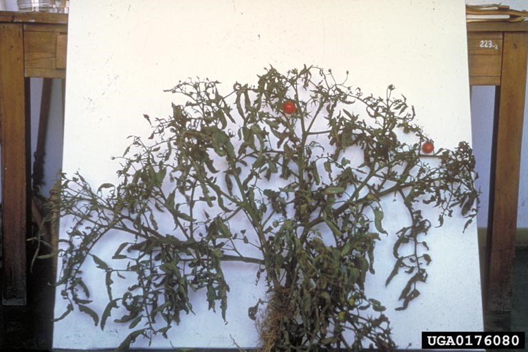 столбур-изглед на заболено растение