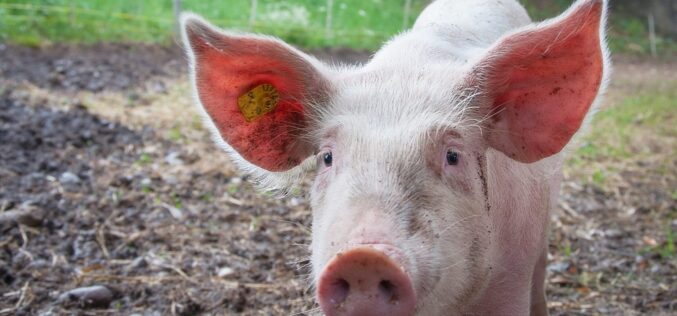(Видео) Продолжува ширењето на Африканската свинска чума – На што да внимаваат македонските производители?