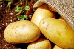 Колку економски тежи извозот на компир од Македонија?