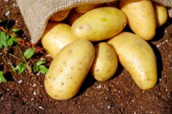 Нова сорта на компир кој може да произведе до 2 милиони клубени на хектар
