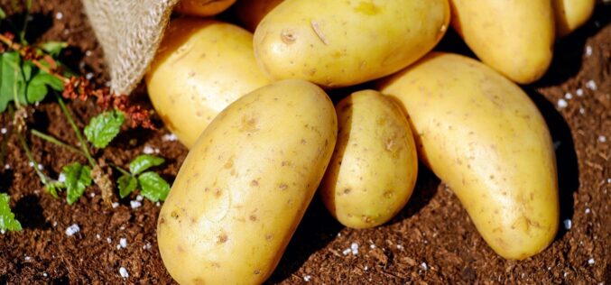 Нова сорта на компир кој може да произведе до 2 милиони клубени на хектар
