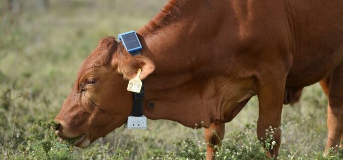 Какви сензори за добиток постојат на пазарот?