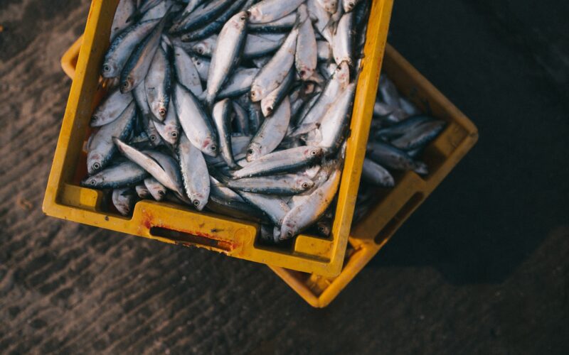 Отворен нов повик за поддршка на рибарството и аквакултурата