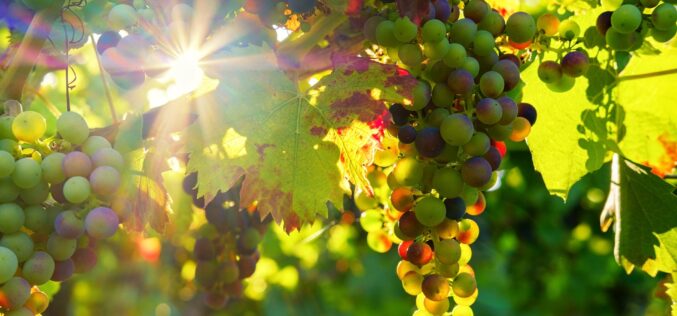 Неопходно е воведување на светски стандарди за производството на грозје со висок квалитет