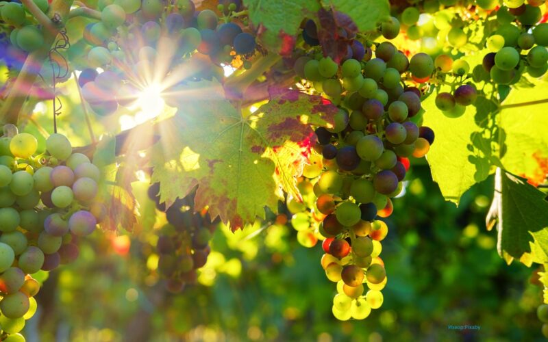 Неопходно е воведување на светски стандарди за производството на грозје со висок квалитет