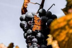 Како да примените интегрирана заштита од сивиот гроздов молец во лозарството?