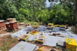 Мечки уништиле пчеларници на Скопска Црна Гора