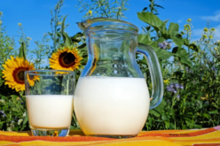 Какво е значењето на млекото како глобална храна?
