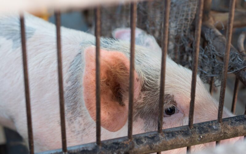 Нова резолуција од Европскиот парламент за забрана за употреба на кафези при одгледување на животни