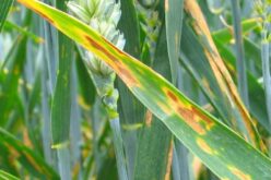 Воведен нов резистентен ген за сивата дамкавост на пченицата кој заштедува милијарди