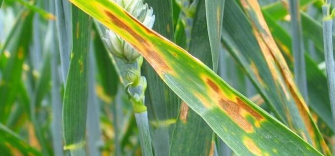 Воведен нов резистентен ген за сивата дамкавост на пченицата кој заштедува милијарди