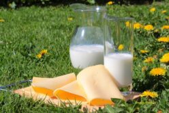 Како да се подигне квалитетот на производство на млеко во Македонија?