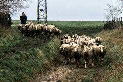 Кои раси на овци имаат најголем потенцијал за одгледување?