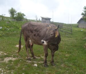 млечни крави Македонија