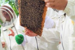 Пчеларите против пашарината како давачка: Оваа такса нема да го подобри пчеларството