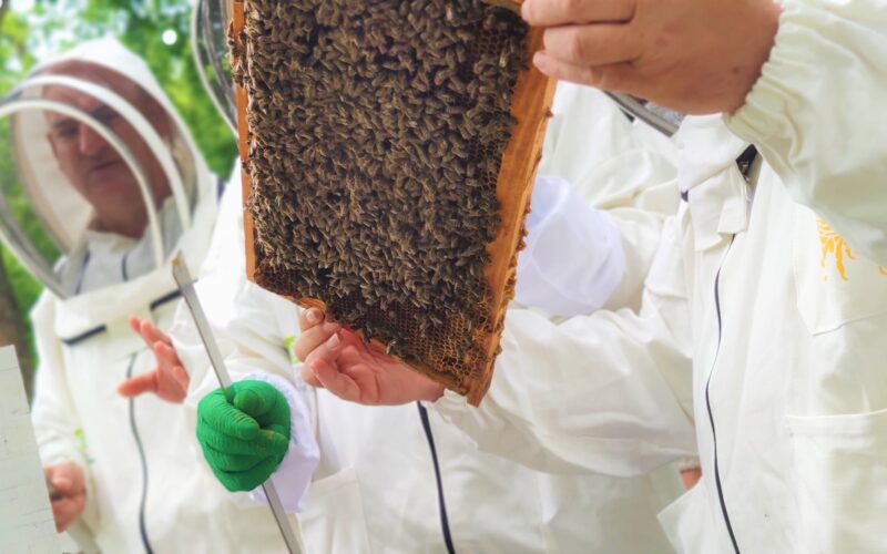 Пчеларите против пашарината како давачка: Оваа такса нема да го подобри пчеларството