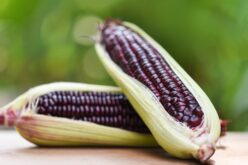Егзотично патување со здрави состојки – Што е виолетова пченка, од каде потекнува и кои се нејзините карактеристики?