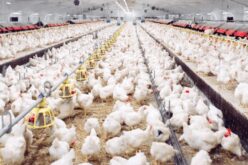 Стратегии и опции за исхрана на животните со цел намалување на употребата на антимикробни средства во производството на месо