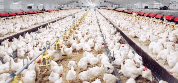 Стратегии и опции за исхрана на животните со цел намалување на употребата на антимикробни средства во производството на месо