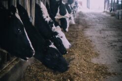 Видови на млечни крави застапени во Македонија