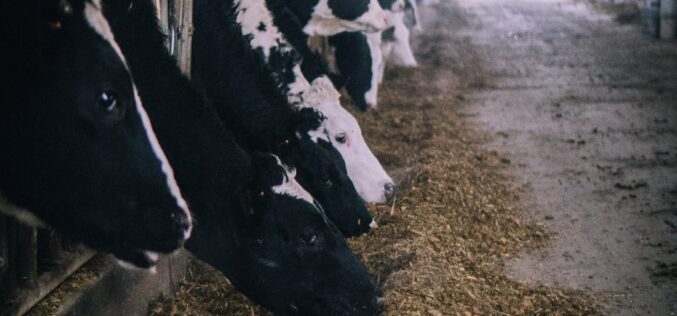Видови на млечни крави застапени во Македонија