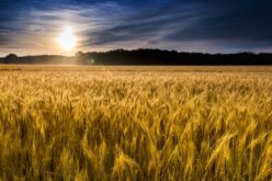 Кина ја има најлошата зимска реколта на пченица – Состојбата во останатите глобални житници е подеднакво загрижувачка