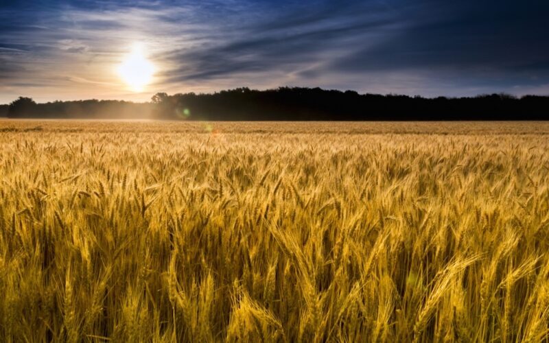 Жетвата на пченицата во полн ек – откупна цена сè уште нема
