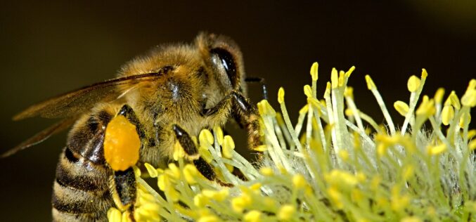 Пчеларите револтирани: Намалени приноси на мед како последица од употребата на пестициди и инсектициди