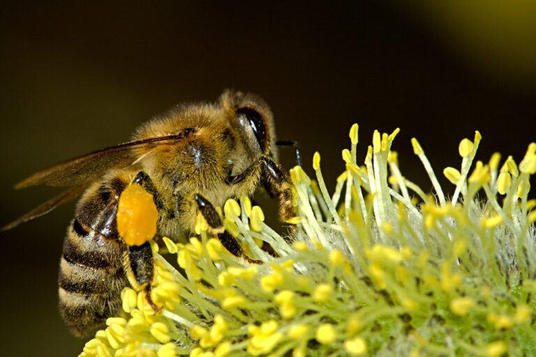 Пчелари намален принос мед