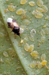 Корисни предатори - Стеници