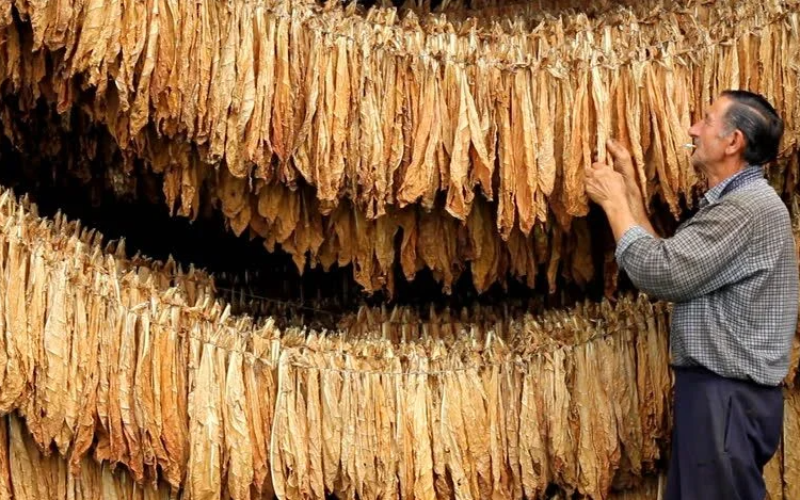 Стопанска комора апелира: Тутунопроизводителите да се придржуваат до договорените количини тутун за да не се појават вишоци