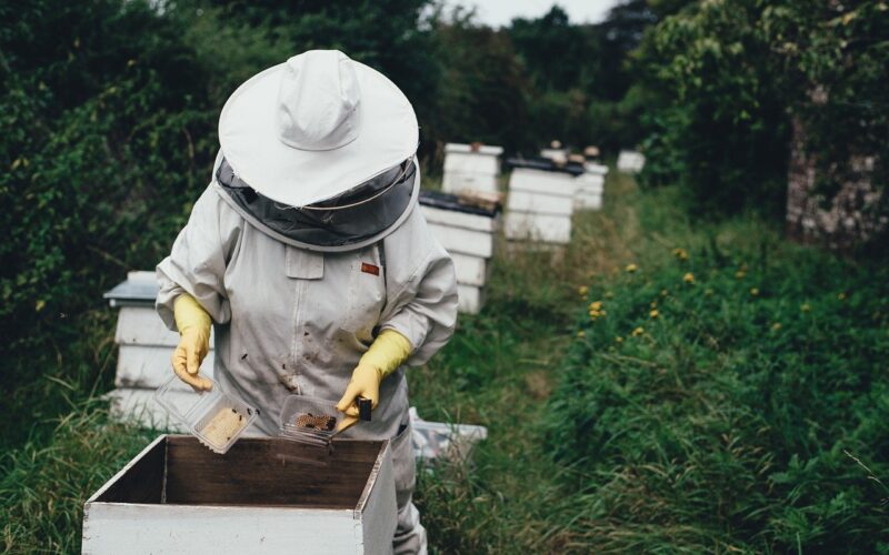 Микропивара, брза и здрава храна, рурален туризам, пчелни продукти – успешни бизниси во Битолскиот регион