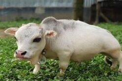 Видео: Некои вирални приказни немаат среќен крај – Џуџестата крава Рани