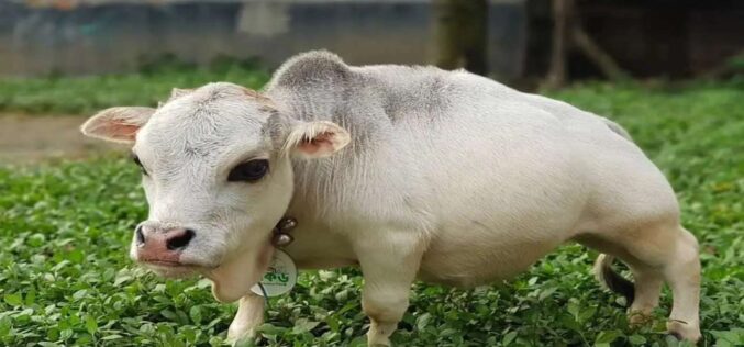 Видео: Некои вирални приказни немаат среќен крај – Џуџестата крава Рани