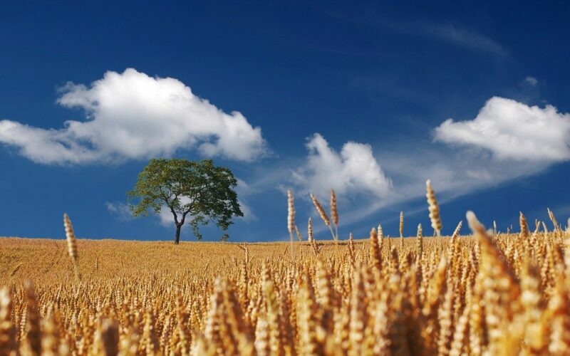 Како високите температури влијаат на земјоделството во регионот?