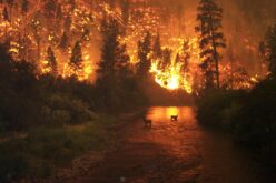 Како шумските пожари влијаат врз земјоделството?