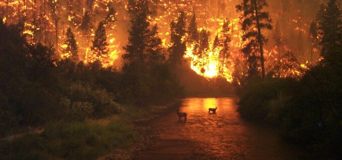 Како шумските пожари влијаат врз земјоделството?